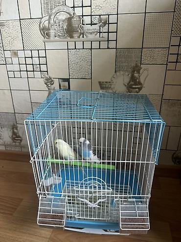 pet банки: Защитные сетки от птиц — 1