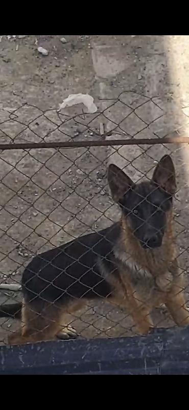 ingilis setter it cinsinin digər adı: Alman çoban iti, 7 ay, Erkək, Peyvəndli, Ünvandan götürmə — 3
