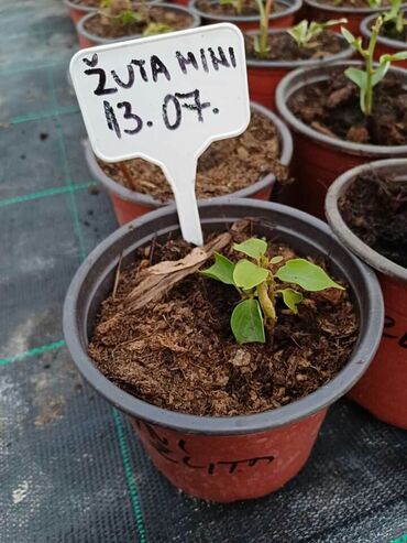 Ostale kućne biljke: Ožiljene bogumile po 900 — 1