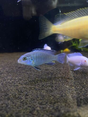 Аквариумы: Green Aqua — рыбки и растения для аквариума 🐟🌿 ▪️ Пресноводные рыбки и — 9