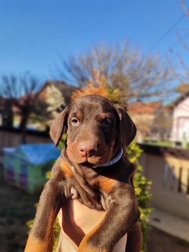 Psi: Na prodaju štenci trenutno u toku rezervacije . Stari 40 dana biće — 1