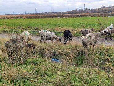 кролики декоротивные: Продаю | Овца (самка), Ягненок | Полукровка | На забой, Для разведения