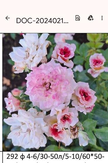 Садовые цветы и кустарники: Корни роз - Крупноцветковая чайно-гибридная роза с — 48