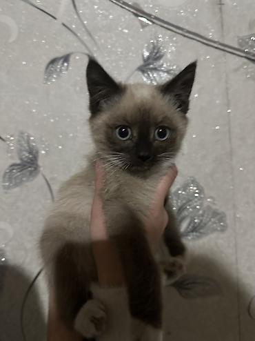 Кошка даром: Сиамская, 1 месяц, Мальчик, Приучена к лотку at lalafo.kg Кошка даром: Сиамская, 1 месяц, Мальчик, Приучена к лотку