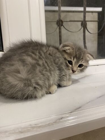 Pişiklər: Şotland yastı qulaq, Ünvandan götürmə, Pulsuz çatdırılma, Ödənişli çatdırılma -da lalafo.az — 4 Pişiklər: Şotland yastı qulaq, Ünvandan götürmə, Pulsuz çatdırılma, Ödənişli çatdırılma — 4