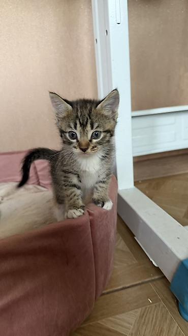 мини кошка: Котёнок домашний, кошечка, ищем заботливые ручки, она особенная очень — 4