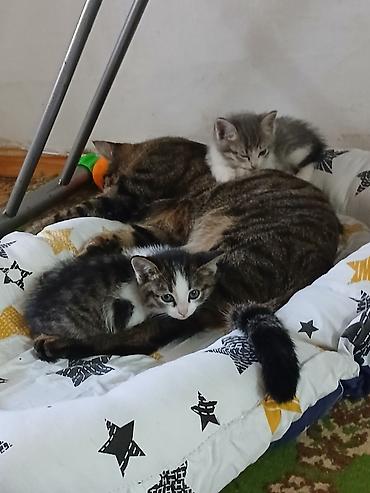 я ищу кота: Кошка даром: Беспородная, Мальчик, Приучена к лотку — 9