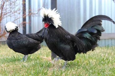 курица карлик: Продаю | Куры, Петух, Цыплята