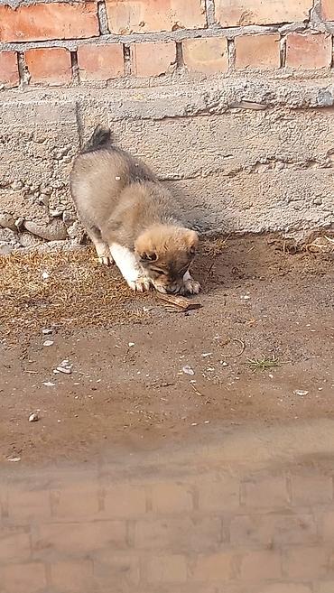 Продажа собак: Алабай, 1 месяц, Самец — 1