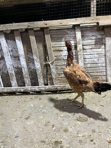 Toyuqlar: Toyuq, Damazlıq, Ünvandan götürmə -da lalafo.az — 5 Toyuqlar: Toyuq, Damazlıq, Ünvandan götürmə — 5