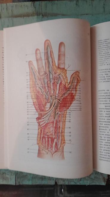 Digər kitablar və jurnallar: Продам книгу "Хирургическая анатомия конечности человека" Москва 1983 -da lalafo.az — 9 Digər kitablar və jurnallar: Продам книгу "Хирургическая анатомия конечности человека" Москва 1983 — 9