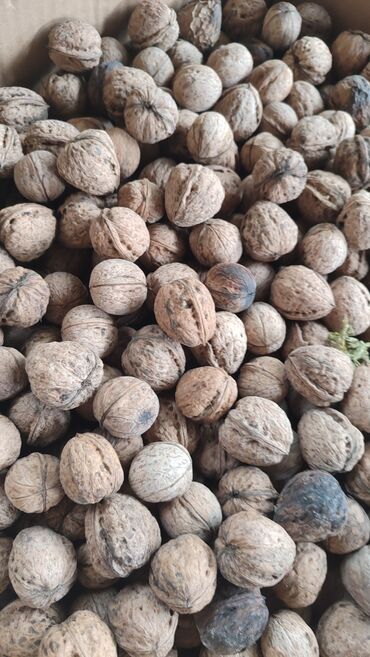 орехи саженцы: Продам Орех 
70 сом кг, около 150кг есть 
тел