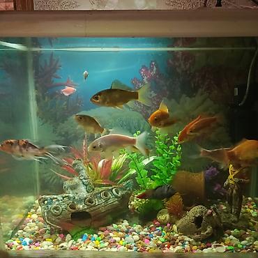 balığ: Dördbucaq akvarium, Balıqlarla birlikdə, 130 l, Ünvandan götürmə — 1