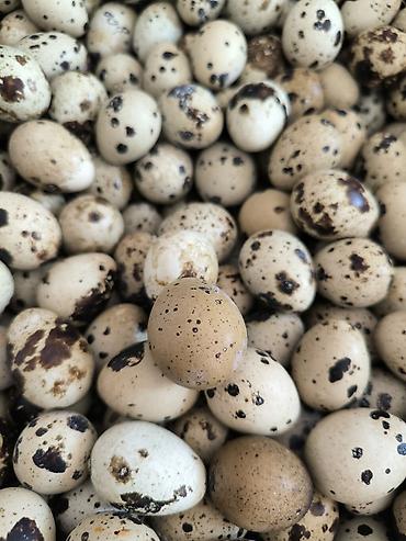 pişik gence: Bildirçin yumurtası Satışı Həm Mayalı Həmdə Yemek üçün — 2