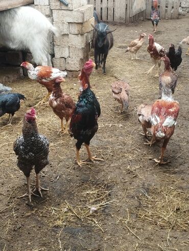 Xoruzlar: Aseel tipli uzunayaqlı cücərti/ceylək xoruz - Uzun və güclü sarı — 21