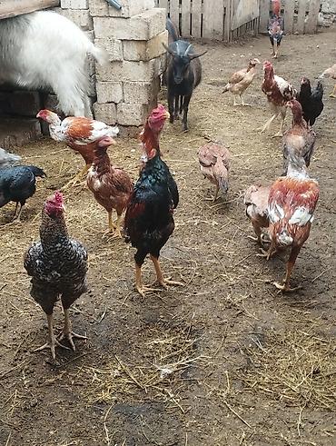 Xoruzlar: Məhsul: Qara-qırmızı rəng çalarlarında kənd xoruzları Təsvir: - Uzun — 7