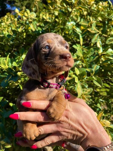 Psi: Odgajivacnica pasa "Happy Puppies" ima u ponudi patuljaste jazavicare — 4