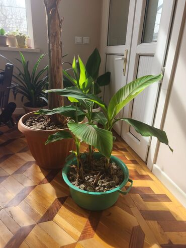 Другие комнатные растения: Банан дерево