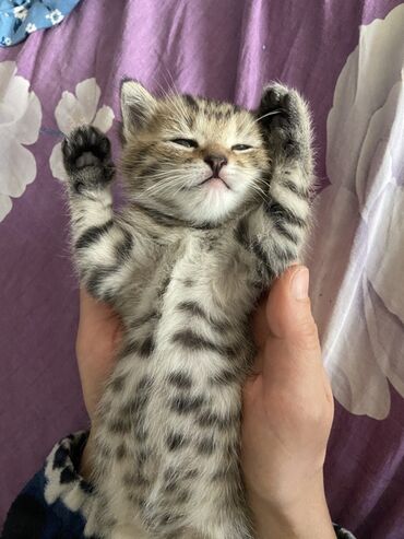 сколько стоит котик: Кошка даром: Скотиш Страйт (Шотландская прямоухая), 2 месяца, Мальчик, Приучена к лотку, Проглистована