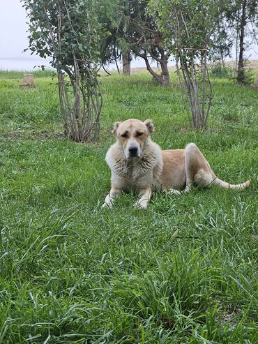 coban iti satilir: Qurdbasar, Dişi