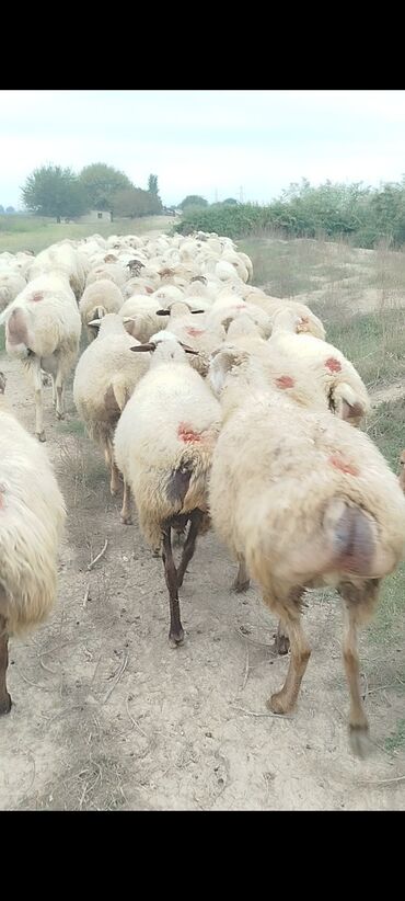 Qoyunlar, qoçlar: Dişi, il: 1, 50 kq, Damazlıq, Ünvandan götürmə — 2