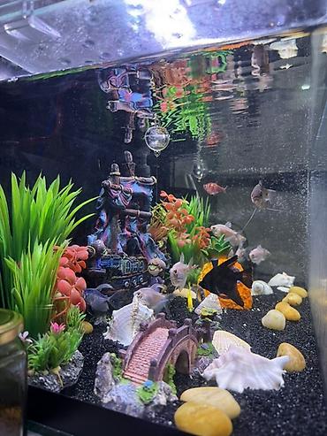 akvarium baku: Akvaryum dəsti – tam yığılmış dekorlu balıq akvariumu - Şüşə — 2