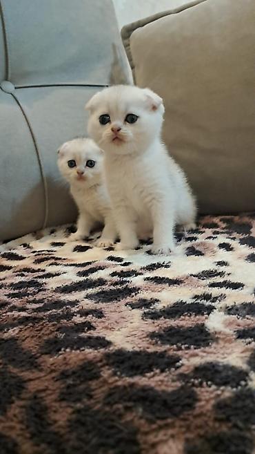 Pişiklər: Şotland yastı qulaq, Erkək, Dişi, Yaxşı əllərə, Ödənişli çatdırılma -da lalafo.az — 9 Pişiklər: Şotland yastı qulaq, Erkək, Dişi, Yaxşı əllərə, Ödənişli çatdırılma — 9