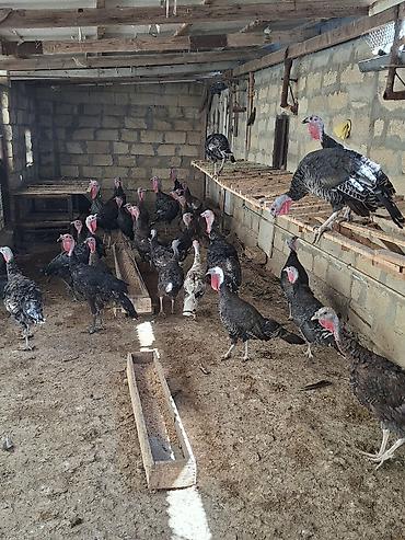 pişik yemi qiyməti: Satlir bronzalar 31 dene qiymeti opdavoy alana 35 azn — 1