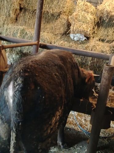 Inəklər, öküzlər: 6 baş dana satilir — 11