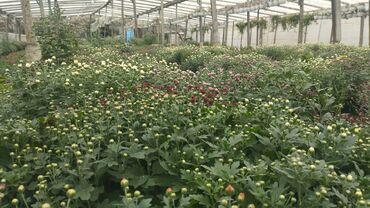 Çöl bitkiləri: Müxtəlif rəngli Xrizantema payızgülü güllərinin topdan və pərakəndə — 3