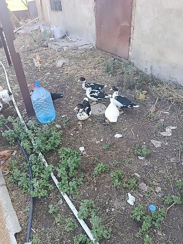 balın kilosu: Cəkisi 2 kilo,3 ayliq heyavndi,damazliq ucun,butun dermanlari — 4