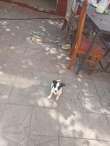 bull terrier satilir: Zvanokdi 2 ayı olmuyub hələ iynəsi vurulub qurd dərmanı attırılıb — 1