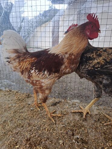 Toyuqlar: Son qiymey 16 m 1.6 temiz cekisi var Xüsusiyyətlər: - Bir neçə sağlam — 2