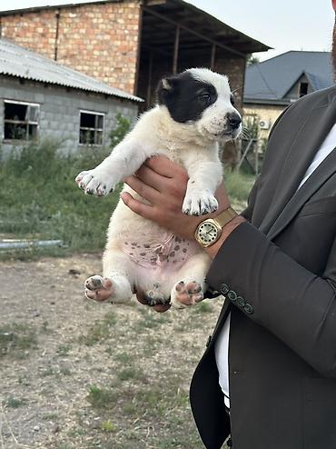 Продажа собак: Алабай, 1 месяц, Самец — 6