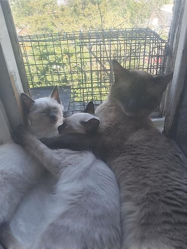 сиамс: Продаю котят сиамской породы не дорого.Два мальчика и одна — 9