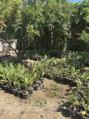 Ağaclar: Vaşinkton palmasi (qiymət 5 - 10 manat ) (500-550 dənə var ) Böyuk -da lalafo.az — 2 Ağaclar: Vaşinkton palmasi (qiymət 5 - 10 manat ) (500-550 dənə var ) Böyuk — 2