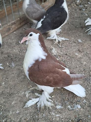 goyercin bazari: 1 cut qirmizi delfin — 3