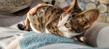 Pişiklər: Tabbi, Dişi, Yaxşı əllərə, Pulsuz çatdırılma — 11