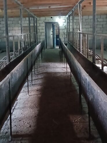 Anbar və emalatxanalar: Ferma təsərrüfatı üçün hazır təsərrüfat sahəsi və tikililər - — 6