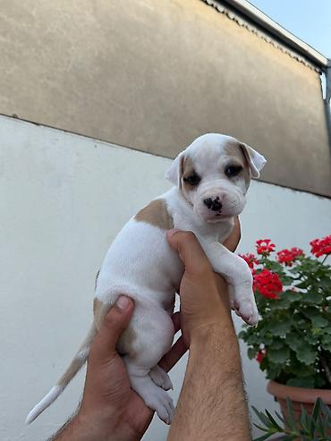 malamut satılır: Pitbul, 1 ay, Peyvəndli — 1