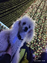 Вязка собак: Вязка пудель кобель — 14