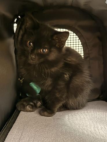 Продажа кошек: 🐈‍⬛ Отдам чёрного пушистого котёнка в добрые руки! Нашли малышку на — 4