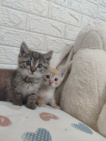 шотландский вислоухий кот рыжий: Кошка даром: Беспородная, 2 месяца, Мальчик