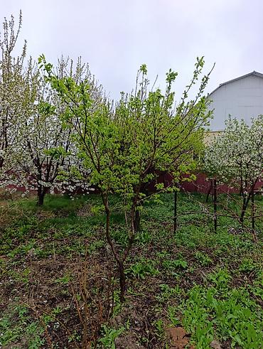 Слива: Саженцы плодовых деревьев (садовые Черешня кокон гилас 5штук Абрикос — 1