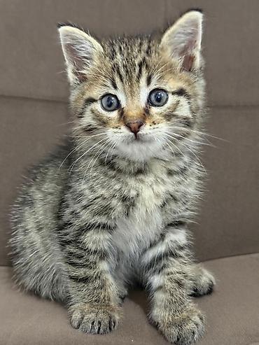 Үй жаныбарлары: Котёнок мальчик 1.2мес отдаю даром в добрые руки нету клещей активный — 1