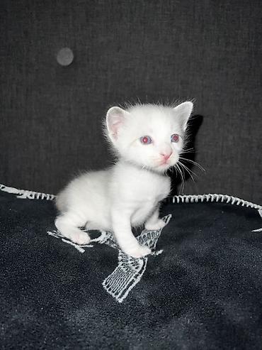 Pişiklər: Siam, Erkək — 6