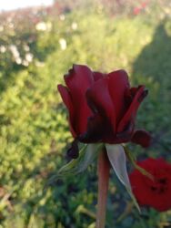 Çöl bitkiləri: Saqı Gülçülük – Tərtərin ən gözəl gülləri Bir gül təkcə ətriylə deyil — 30