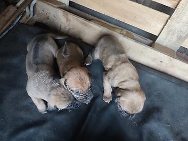 maltezer slike: ŠTENCI ZA ONE KOJI VOLE VELIKE PSE SA KARAKTEROM Otac — Rhodesian — 3