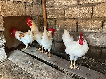 ördək balası və cücə: Məhsul: Ağ rəngli xoruzlar (yerli təsərrüfat) Təsvir: - Ağ tüklü, iri — 3