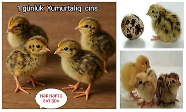 geref qus: Yalnız bizdə Yumurtaya başlamasına 15+ gün qalmış Jumbo Yumurtalıq və — 5